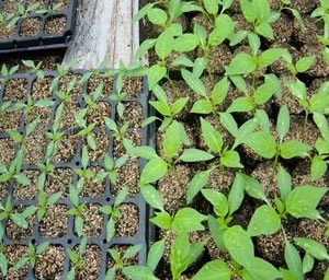 育苗穴盤 育苗穴盤